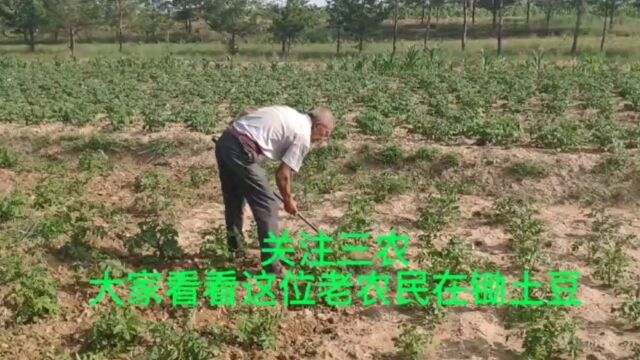 关注三农,大家看看这位老农在田间锄土豆吧.