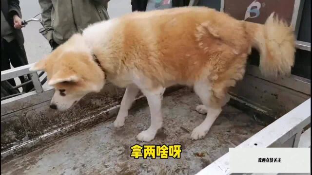 农村狗市:狗饭子不顾紫莱犬拼命挣扎,宠物狗都被装上狗肉车,再反抗也没用