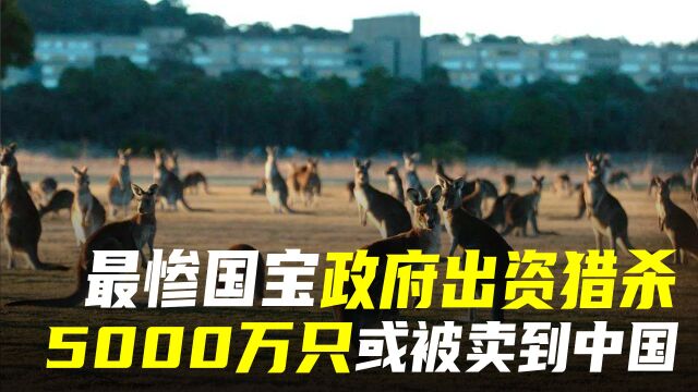 澳大利亚猎杀“国宝”,5000万只袋鼠泛滥,计划卖到中国