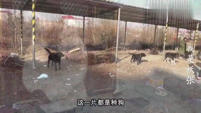 农村狗市:县城最大的狗市,发现好多名犬都沦为了肉狗