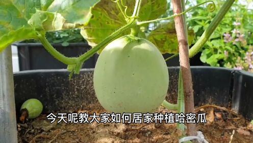 不需要买种子，居家就能种植哈密瓜。简单易学！