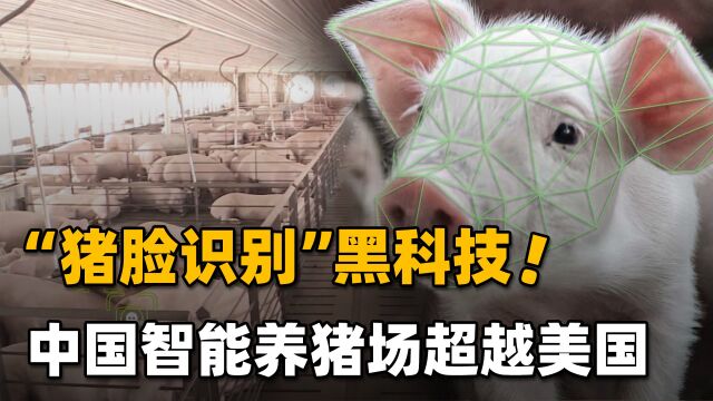 探秘中国智能养猪场!超越美国位居世界第一,年出栏量达210万头