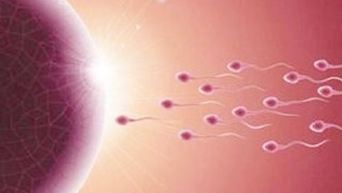 只有跑的快的精子，才能和卵子结合？事实真相是这样吗？