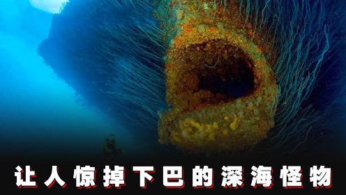 探秘深海鱼，6个让人毛骨悚然的深海怪物！