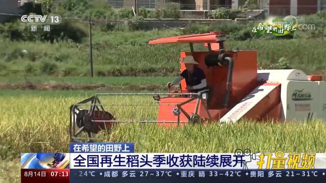 八月稻浪飘香!全国再生稻头季收获陆续展开