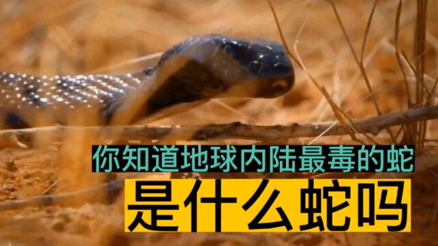 【动物百科】你知道地球内陆最毒的蛇是什么蛇吗