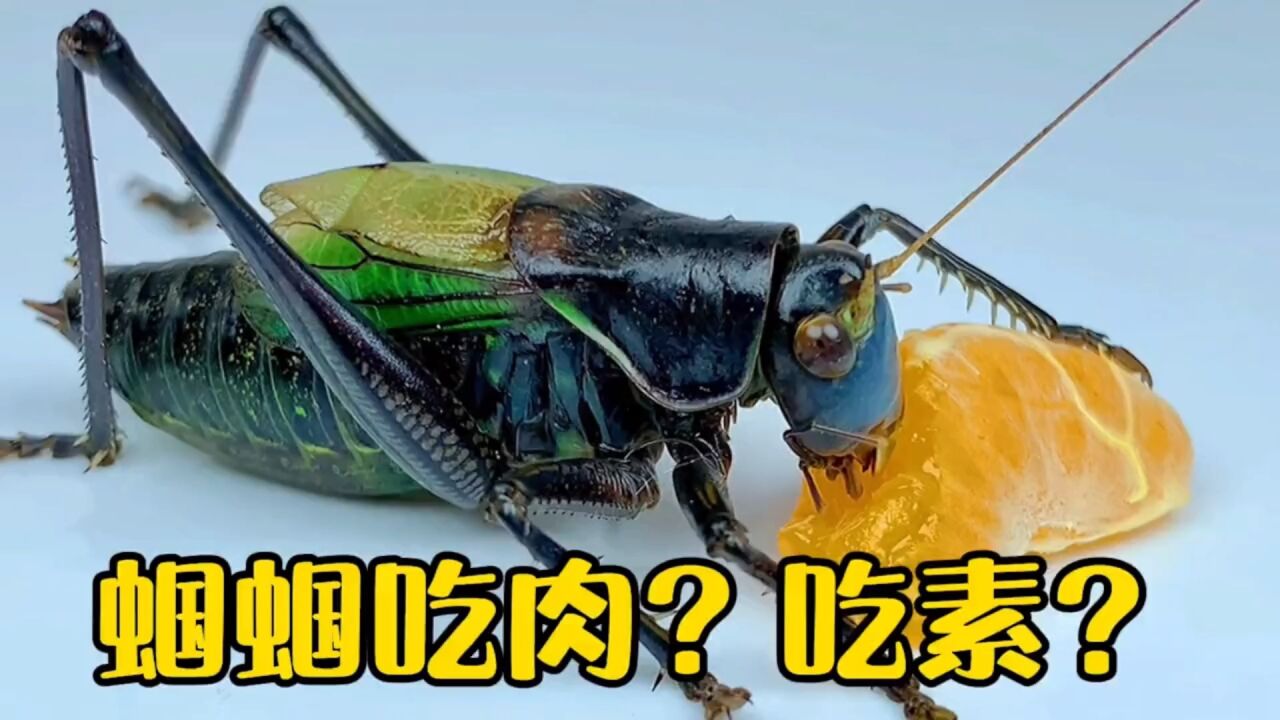 一起来验证一下蝈蝈是吃肉还是吃素_高清1080P在线观看平台_腾讯视频