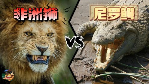 非洲狮与尼罗鳄泰坦之战，谁会是最后的赢家呢？