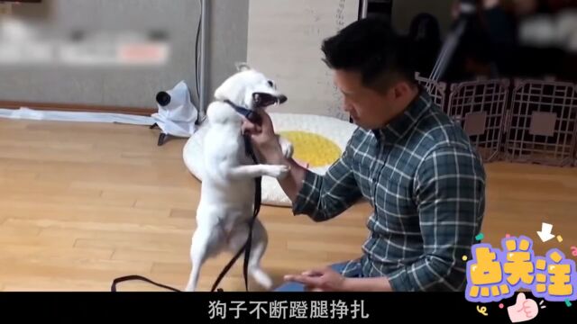 柴犬蹬鼻子上脸撕咬主人,结果被驯犬师一招锁喉,太解气了