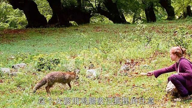 每一帧都是壁纸,满足你对夏天的所有想象!《狐狸与我》(下)