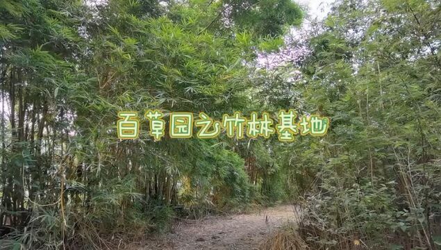 百草园之竹林基地