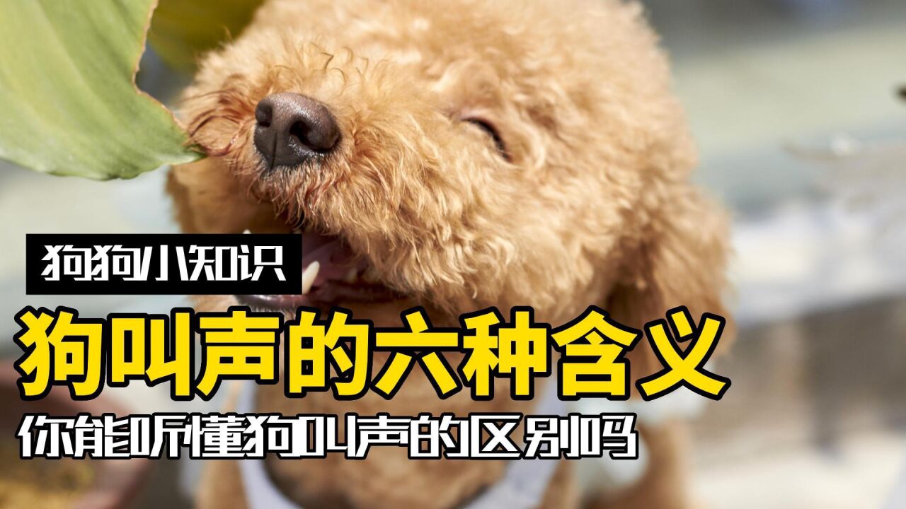 狗狗的六种不同叫声含义,你能听听懂哪些?_高清1080P在线观看平台_腾讯视频