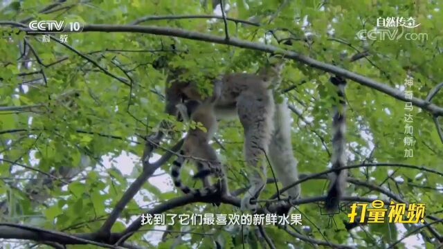 楝树果实有毒,环尾狐猴却吃得津津有味!毒素对它无效