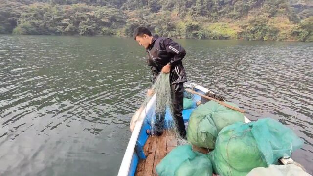 阿欢的大网连续捕获,两条肥美的大鲤鱼,山清水秀鱼儿靓,太爽了