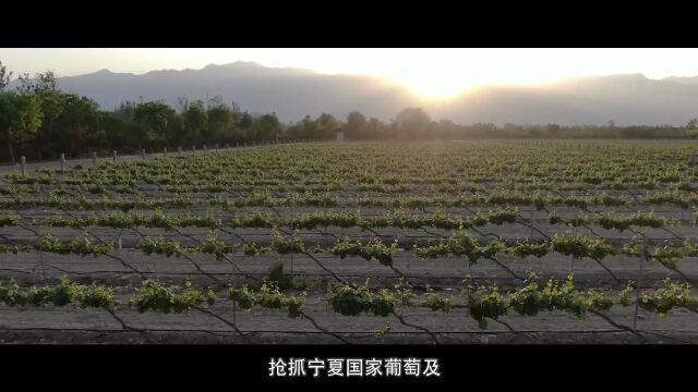 未来已来,银川市奋力打造“两都五基地”!