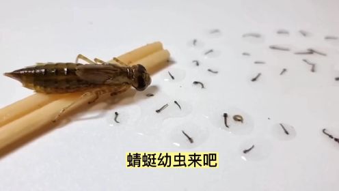 把一只蜻蜓幼虫放进一盆蚊子幼虫里，会发生什么？结局很舒适！