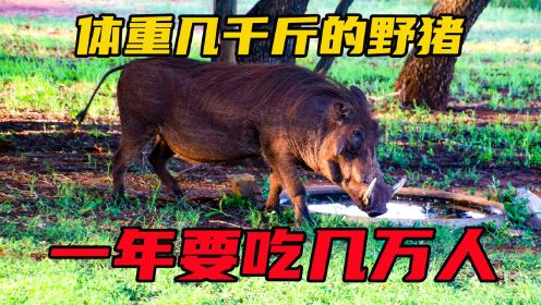 食人猪晚上偷袭居民。躲在车里都被破窗而入。