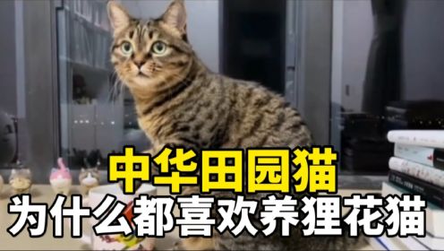 狸花猫是我国本土猫，也被称为中华田园猫，中国神猫。为什么那么多人都喜欢养狸花猫呢？