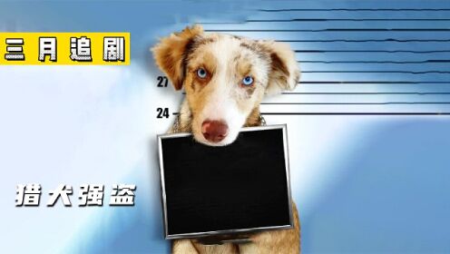 《猎犬强盗》一只高智商狗子，为了养活主人竟然去抢银行