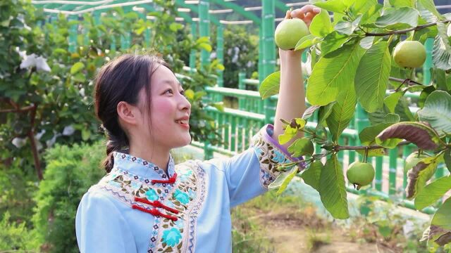 视频|“荒山”变“金山”,连山永和“红宝石”迎丰收