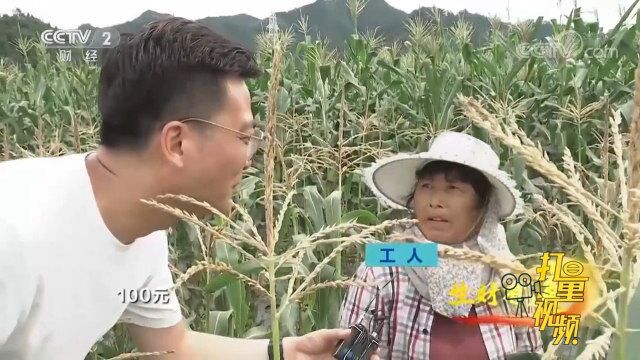 玉米种植不仅年产值高,还为当地村民提供增收的机会