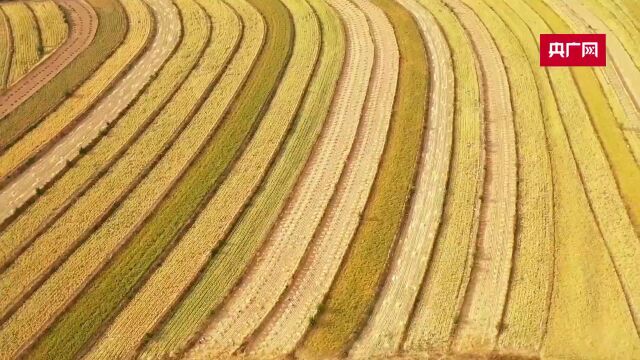 航瞰内蒙古|赤峰敖汉旗:七彩梯田壮美 秋粮颗粒归仓