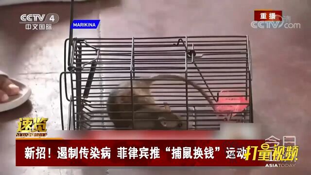 新招!为遏制传染病,菲律宾推“捕鼠换钱”运动