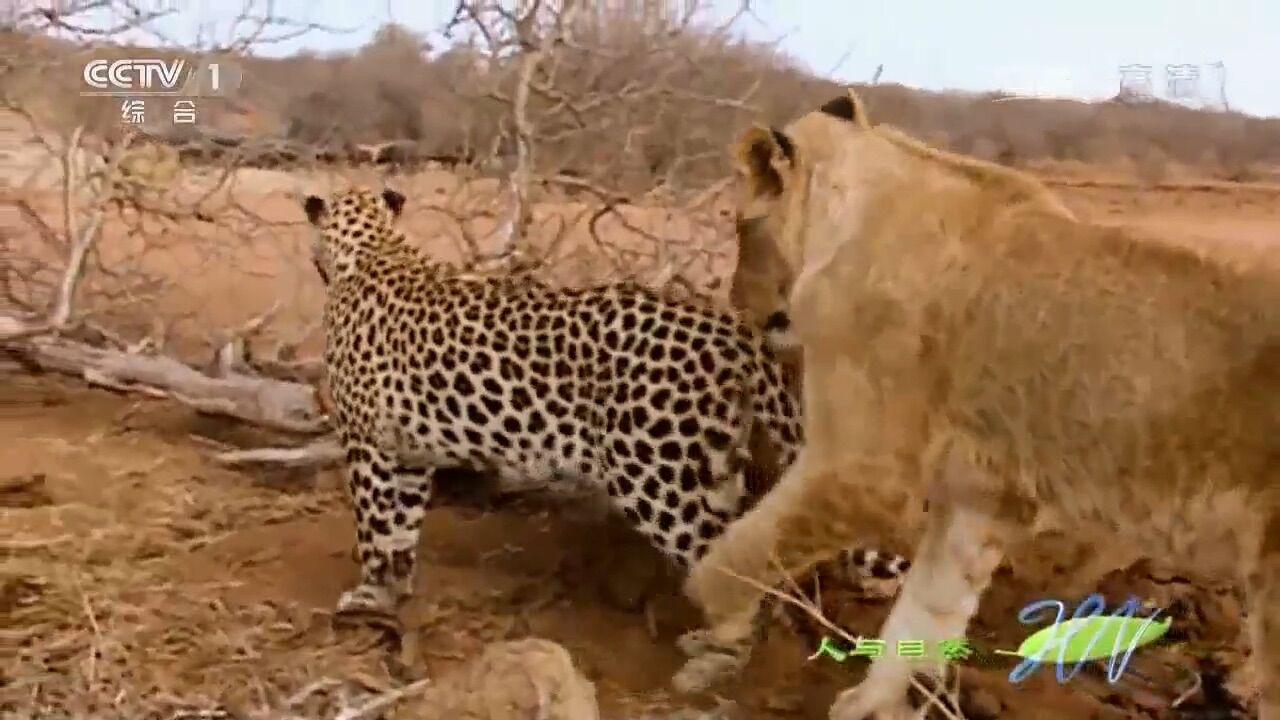人与自然:猎豹正想捕猎,雌狮却趁机撩起它的后腿亲吻,什么情况_高清1080P在线观看平台_腾讯视频