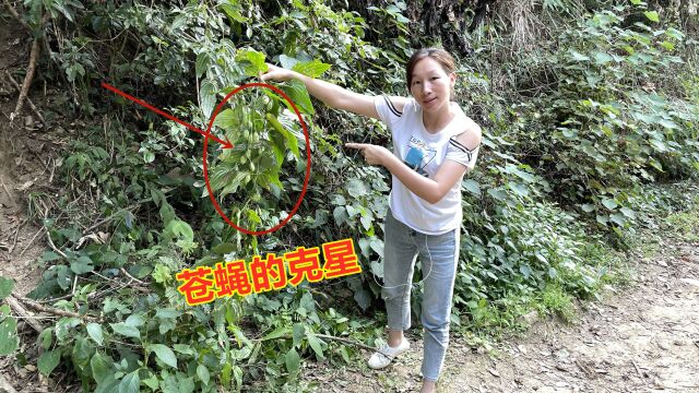 农村这种植物是苍蝇的克星,却很多人不认识,一起了解一下