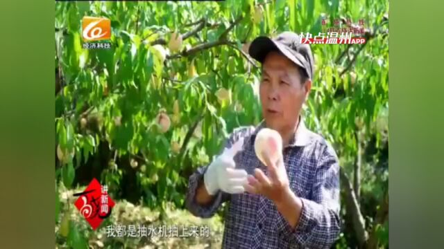 【温视频】永嘉:丰收时节 金秋蜜桃红