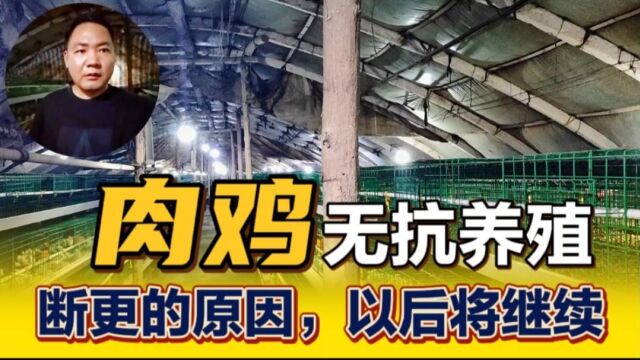 肉鸡无抗养殖技术推广,让更多的养殖朋友减少饲养成本和发病风险