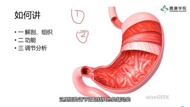 【课程指南】消化系统结构与躯体功能系列课程