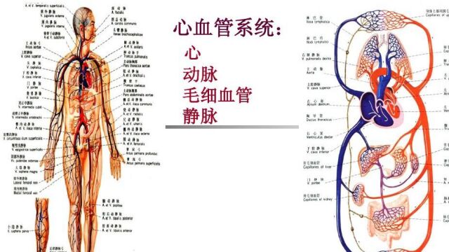 循环系统课程