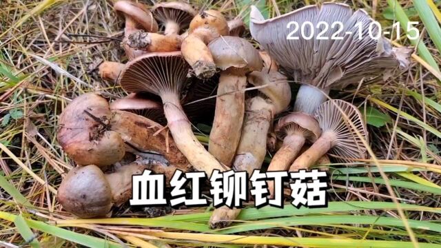 松树伞虽然喜欢长在松树林里,但是树如果太密的话,反而没有蘑菇