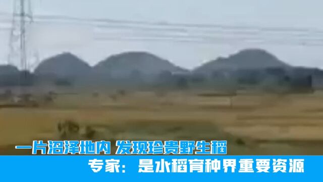 南宁一片沼泽地内,发现珍贵野生稻,专家:是水稻育种界重要资