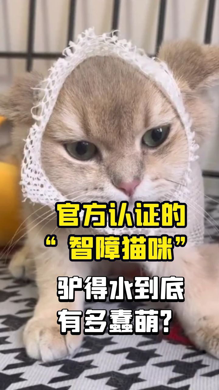 全网最“傻”小猫：官方认证“智障猫咪”，驴得水到底有多蠢萌？_高清1080P在线观看平台_腾讯视频