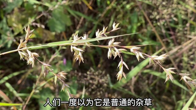 水蔗草也叫米草,它被称为“蛇不怕”,你的家乡有吗?