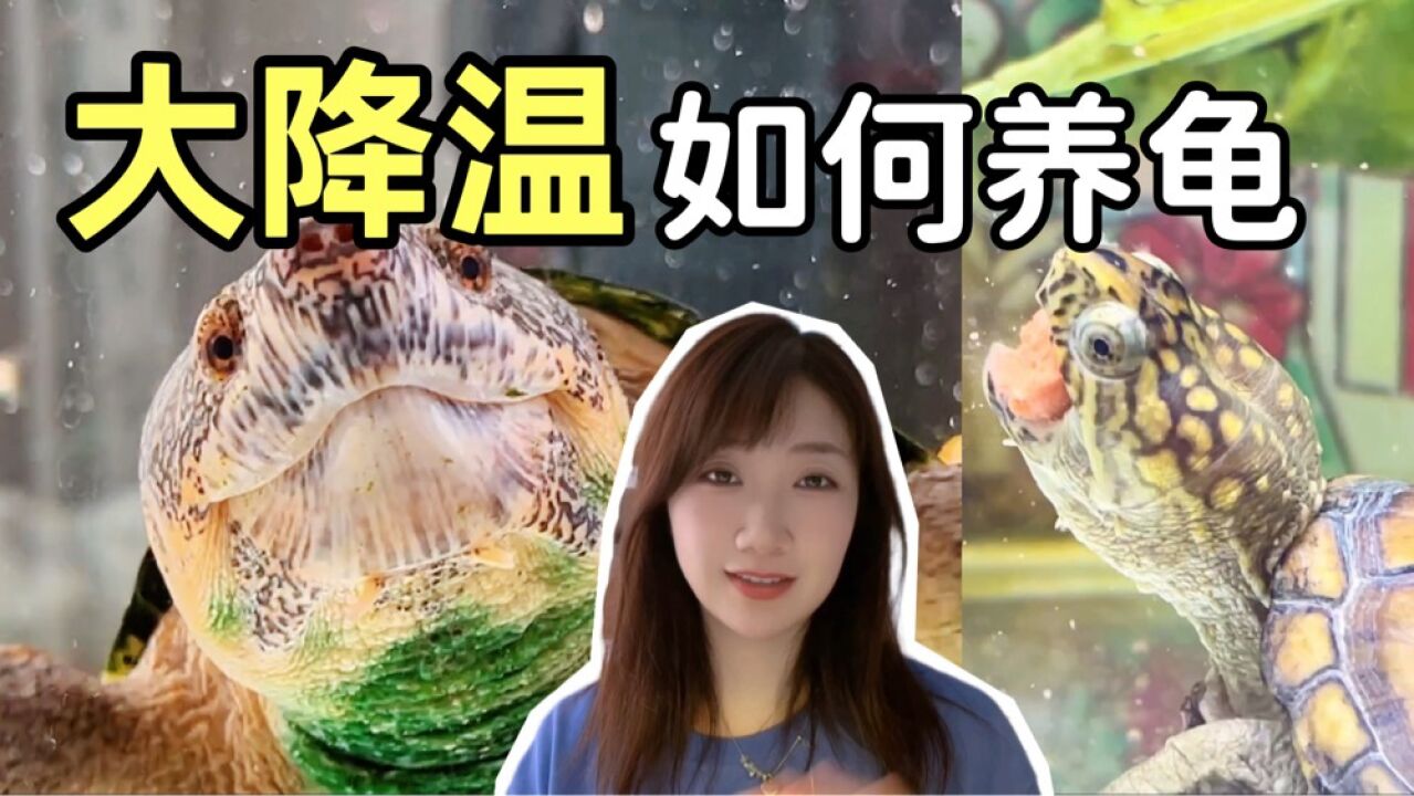 降温期间如何饲养乌龟？秋冬季节养龟请注意以下三点_高清1080P在线观看平台_腾讯视频