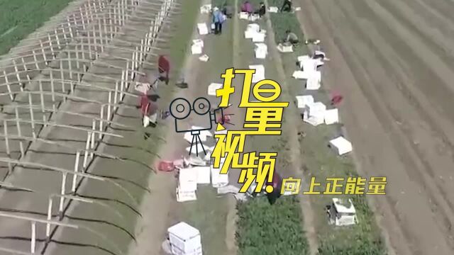 不出村也能销全国!2.2万亩菠菜迎丰收,总产量可突破4万吨!