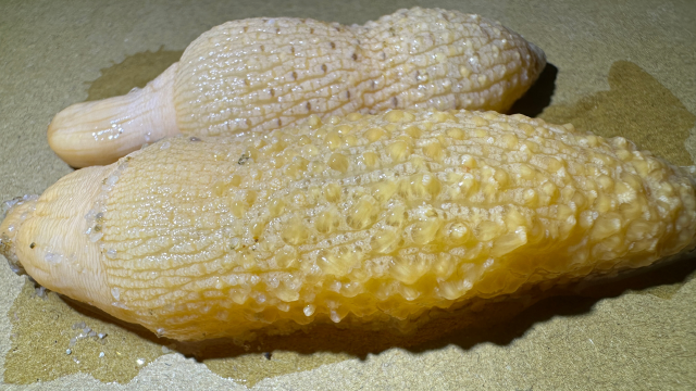 大齐赶海,发现了海玉米捏它会发光,带回家放鱼缸里开花了