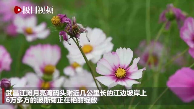 武昌江滩波斯菊花海惊艳了时光