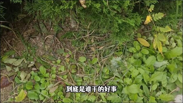 种植的山药豆被无情铲断,却意外发现棕黑色大螳螂,失踪小鳄回归