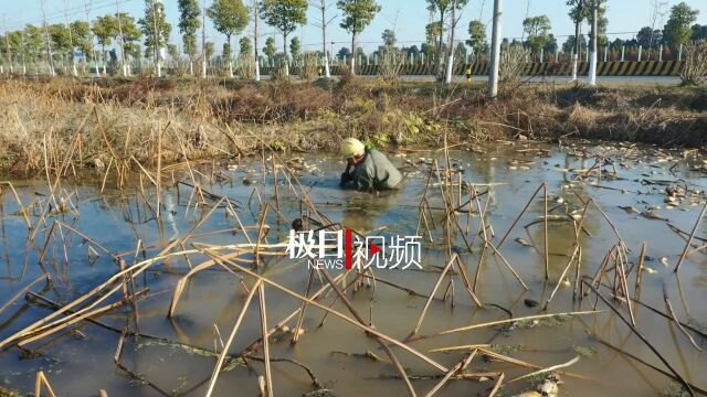 【视频】远销一线城市,江陵白鹭湖千余亩莲藕进入采挖期