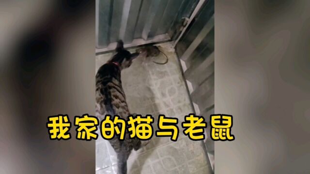 我家的猫与老鼠