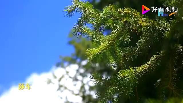 草原、雪山、森林……看新疆莎车县阿依布隆原始森林的大美风光