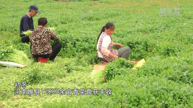 河南睢县:香菜丰收 农民增收