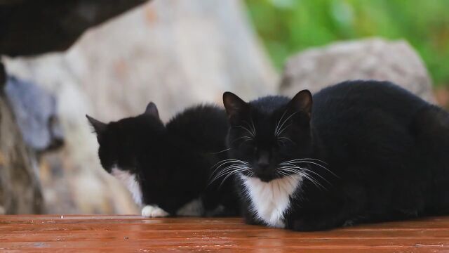 南京玄武湖“在编萌猫”火了 它们的名字大有学问