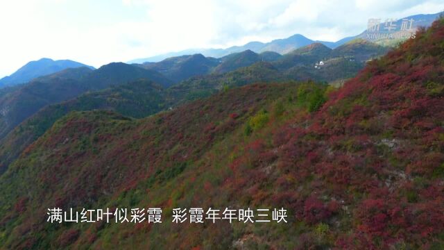 重庆巫山红叶进入最佳观赏期