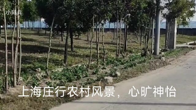 上海庄行农村风景,心旷神怡