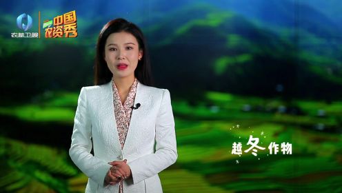 农林卫视 中国农资秀 大蒜冬季种植管理